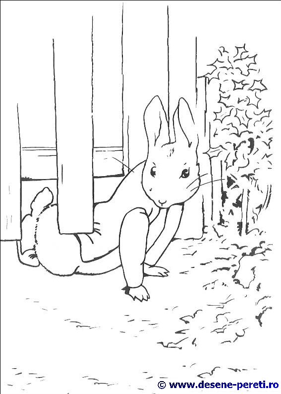 peter rabbit desene colorat